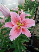 [4310 Gran Design GA No102.JPG]